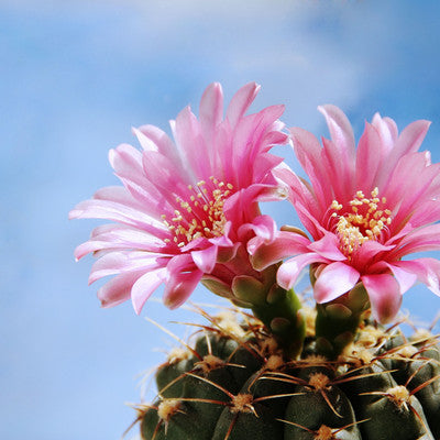 Cactus Flower and Jade