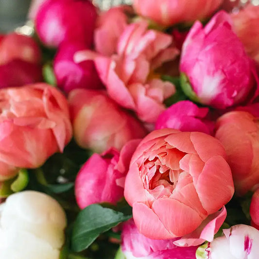 Magnolia and Peony
